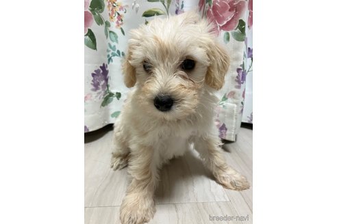 成約済ののミックス犬-350984