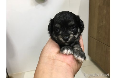 成約済の長崎県のチワプー:チワワ×トイプードル-351811の1枚目