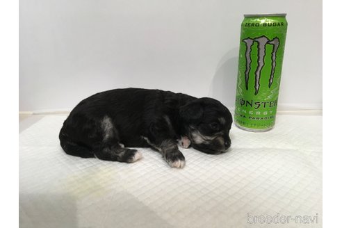 成約済の長崎県のチワプー:チワワ×トイプードル-351811の3枚目