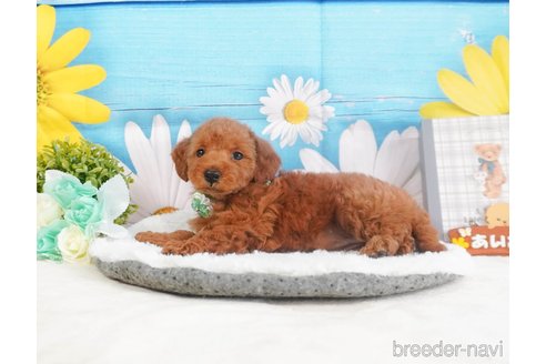 成約済の静岡県のトイプードル-351820の12枚目