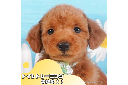 成約済の静岡県のトイプードル-351820の1枚目