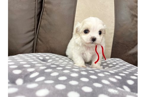 成約済の三重県のマルチーズ-351826の11枚目