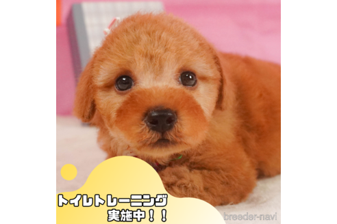 成約済の静岡県のトイプードル-351828の1枚目