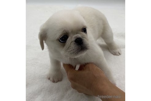 成約済の静岡県のミックス犬-351830の2枚目