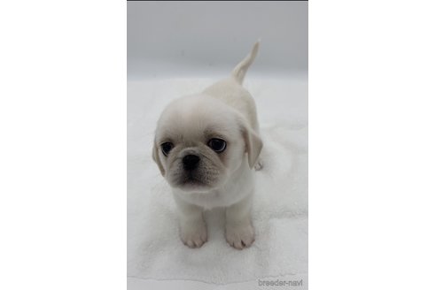 成約済の静岡県のミックス犬-351830の1枚目