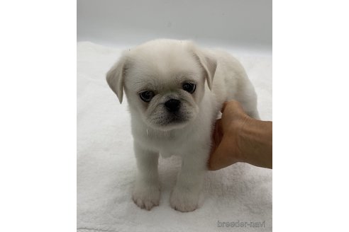 成約済の静岡県のミックス犬-351830の3枚目