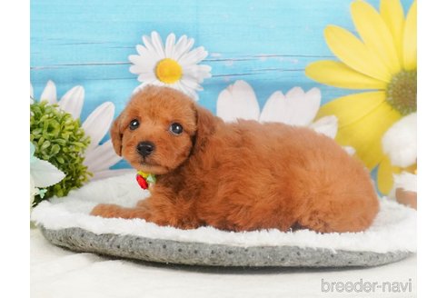 成約済の静岡県のトイプードル-351834の12枚目