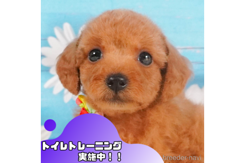 成約済ののトイプードル-351834