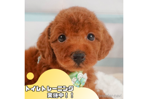 成約済の静岡県のトイプードル-351836の1枚目