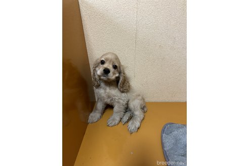 子犬