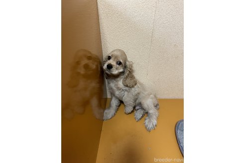 成約済の岐阜県のアメリカンコッカースパニエル-341407の3枚目
