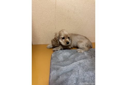 成約済の岐阜県のアメリカンコッカースパニエル-341407の2枚目
