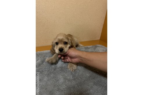 成約済の岐阜県のアメリカンコッカースパニエル-341405の3枚目