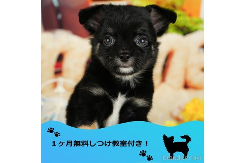 成約済の千葉県のチワワ(ロングコート)-351859の1枚目