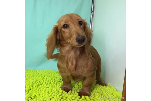 成約済の栃木県のミニチュアダックスフンド(ロングヘアード)-329392の4枚目