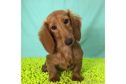 成約済の栃木県のミニチュアダックスフンド(ロングヘアード)-329392の1枚目
