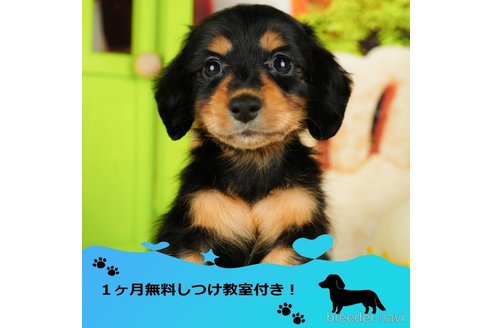 成約済の千葉県のミニチュアダックスフンド(ロングヘアード)-351867の1枚目