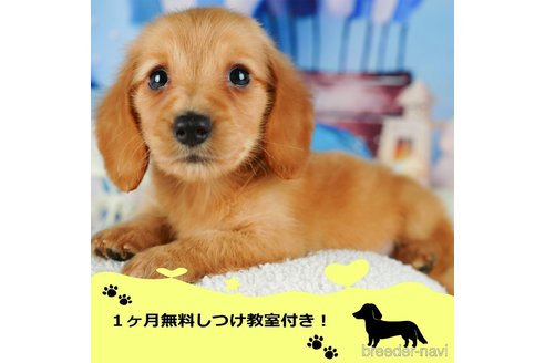 成約済の千葉県のミニチュアダックスフンド(ロングヘアード)-351871の1枚目