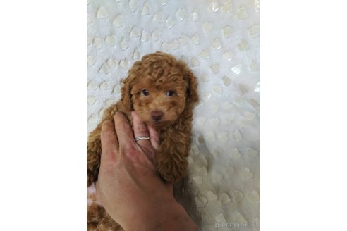 成約済の三重県のトイプードル-351875の6枚目