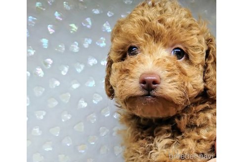 成約済の三重県のトイプードル-351875の1枚目