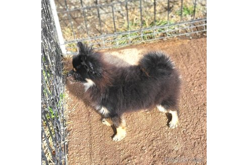 成約済の茨城県のポメラニアン-328862の4枚目