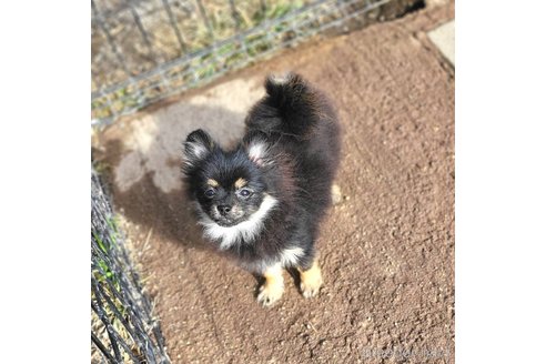 成約済の茨城県のポメラニアン-328862の3枚目
