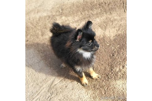 成約済の茨城県のポメラニアン-328862の2枚目