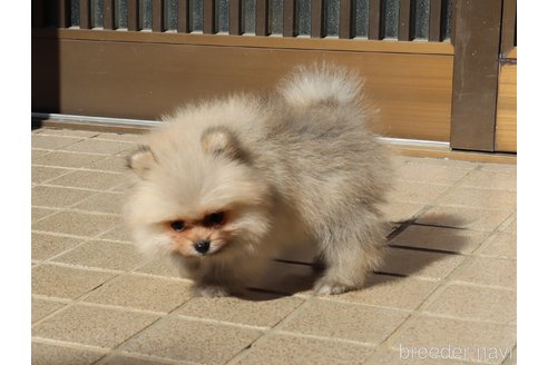 成約済の埼玉県のポメラニアン-349526の5枚目