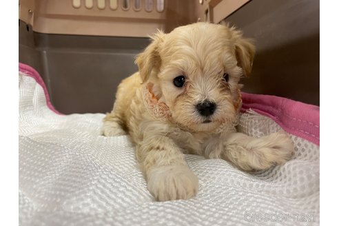 成約済の愛媛県のマルプー:マルチーズ×トイプードル-351910の6枚目