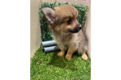 成約済の栃木県のポメチワ:ポメラニアン×チワワ-342536の5枚目