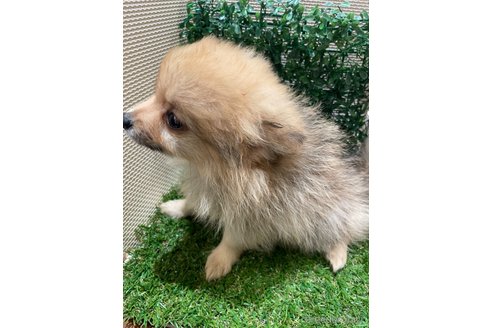 成約済の栃木県のポメチワ:ポメラニアン×チワワ-342537の2枚目