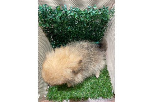 成約済の栃木県のポメチワ:ポメラニアン×チワワ-342537の5枚目