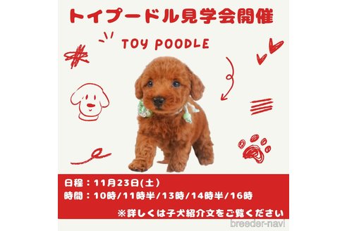 成約済の静岡県のチワプー:チワワ×トイプードル-347211の2枚目
