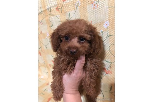 成約済の兵庫県のトイプードル-343522の1枚目