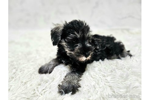 成約済の埼玉県のミニチュアシュナウザー-351113の4枚目