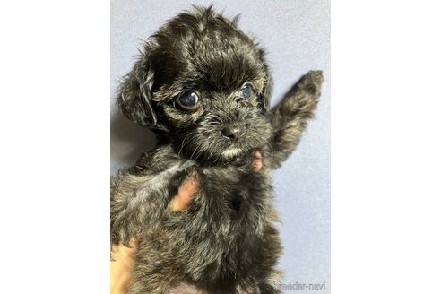 成約済の滋賀県のチワプー:チワワ×トイプードル-347596の5枚目