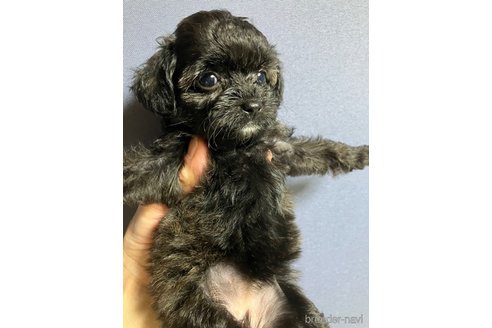成約済の滋賀県のチワプー:チワワ×トイプードル-347596の4枚目