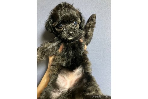 成約済の滋賀県のチワプー:チワワ×トイプードル-347596の3枚目
