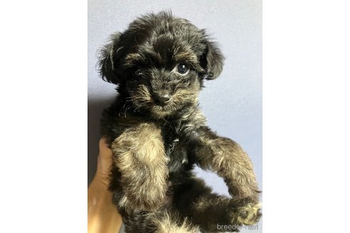 成約済の滋賀県のチワプー:チワワ×トイプードル-347595の3枚目