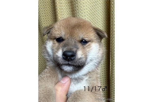 成約済の愛知県の柴犬-348629の11枚目