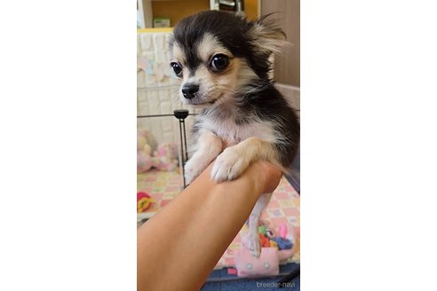 成約済の福岡県のチワマル:チワワ×マルチーズ-339708の4枚目
