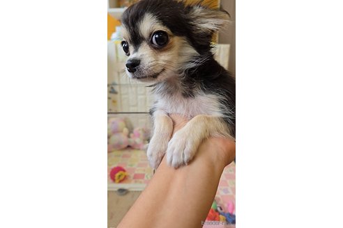 成約済の福岡県のチワマル:チワワ×マルチーズ-339708の2枚目