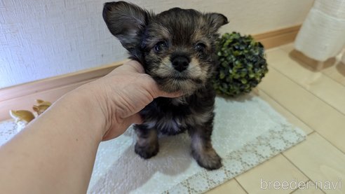 成約済の広島県のチワプー:チワワ×トイプードル-345220の30枚目
