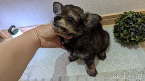 成約済の広島県のチワプー:チワワ×トイプードル-345220の26枚目
