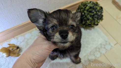成約済の広島県のチワプー:チワワ×トイプードル-345220の25枚目