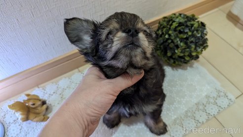成約済の広島県のチワプー:チワワ×トイプードル-345220の22枚目
