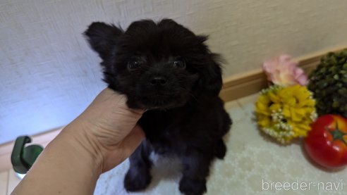 成約済の広島県のチワプー:チワワ×トイプードル-341212の41枚目