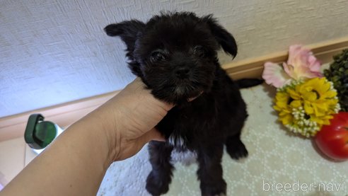 成約済の広島県のチワプー:チワワ×トイプードル-341209の7枚目
