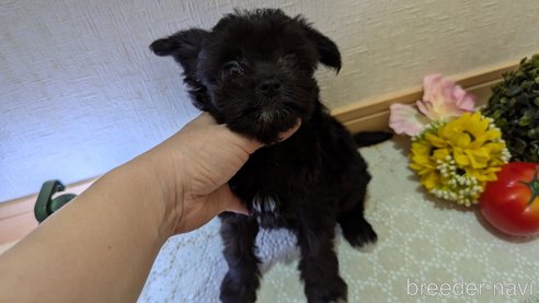成約済の広島県のチワプー:チワワ×トイプードル-341209の6枚目