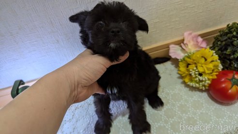 成約済の広島県のチワプー:チワワ×トイプードル-341209の5枚目